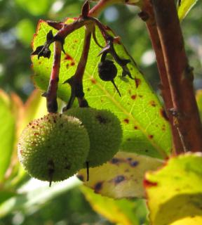 Brown and black spots on strawberry tree leaves and fruits.
