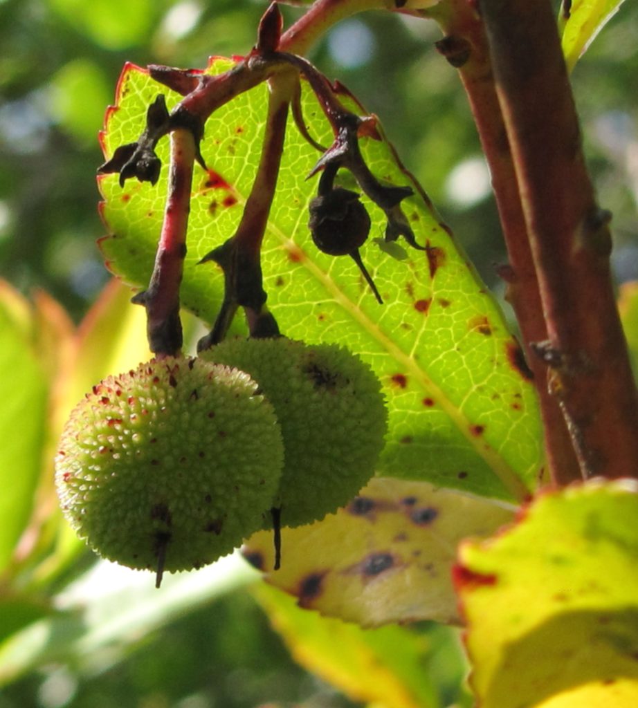 Spots On Strawberry Tree Leaves Treatment And Cause