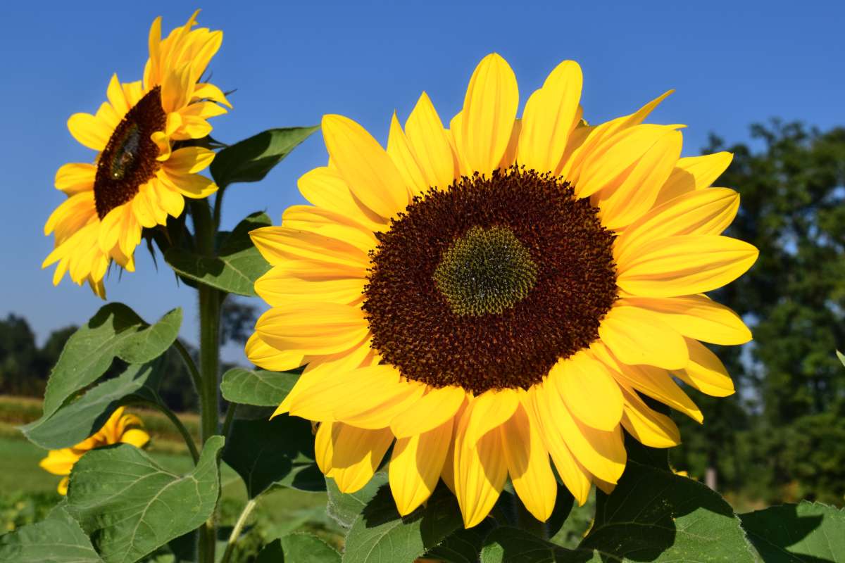 Sunflower   sowing, planting and advice on caring for them