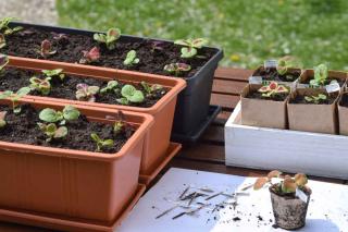 Transplaning cuttings and seedlings