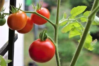Tomato plant on a balcony with fruits ripening