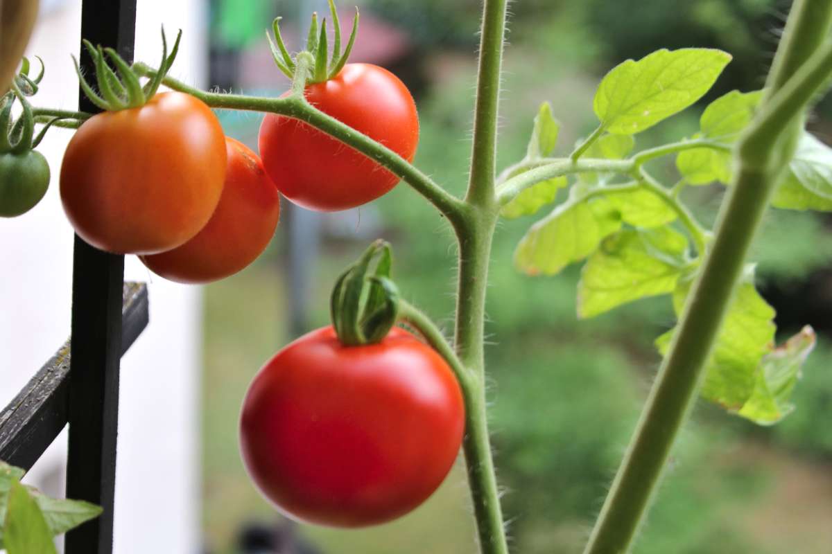 Tomato plant on a balcony with fruits ripening