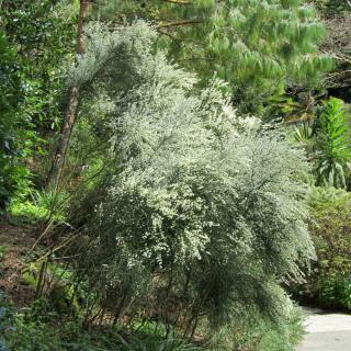 This Cytisus praecox variety is white-flowered