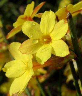 Winter jasmine pot