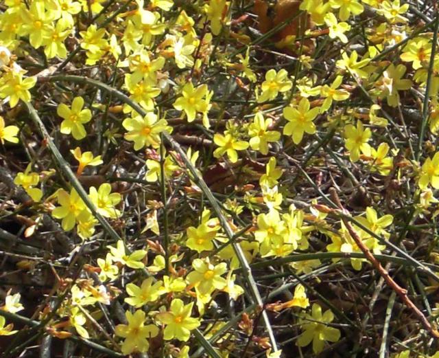 Winter jasmine bush spreading out.
