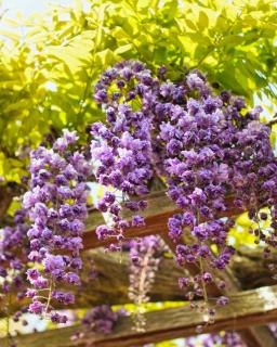 Wisteria flowers hanging down.