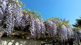 Wisteria vine blooming against blue sky