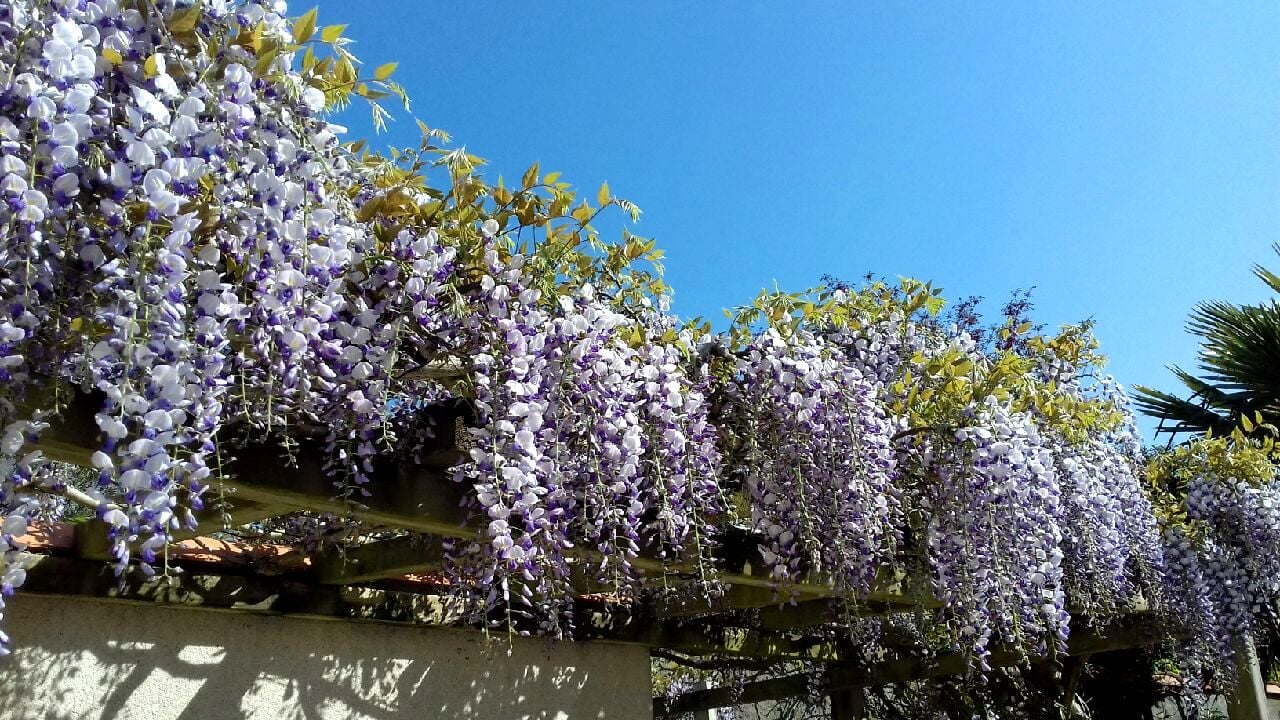 Wisteria Growing Pruning And Caring For Wisteria