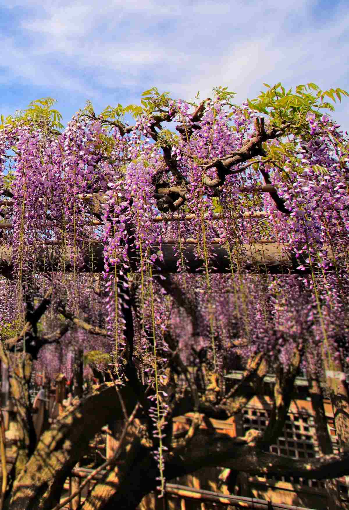 Giant pergola with wisteria dangling.