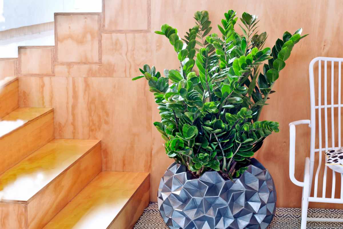 A lush healthy zamioculcas plant decorating the lobby of an office with a trendy designer pot.
