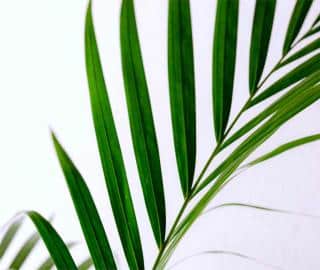 Areca frond against a white background, purifying indoor air.