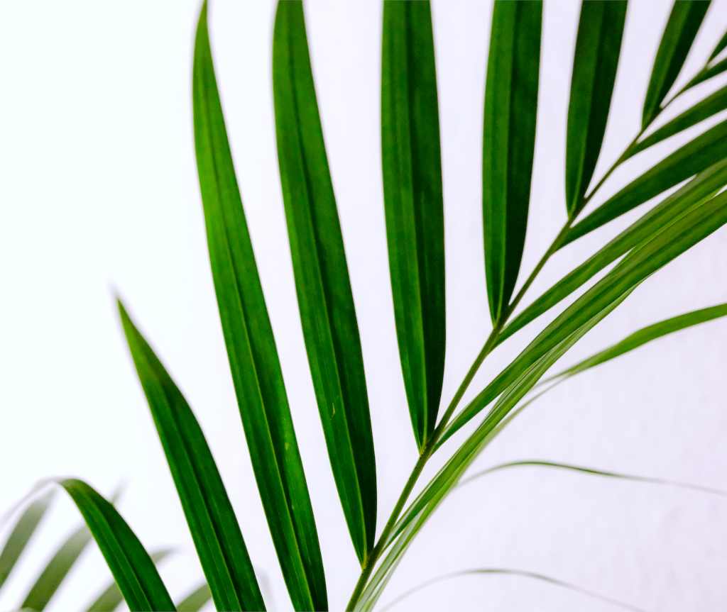 Areca frond against a white background, purifying indoor air.