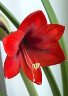 amaryllis care