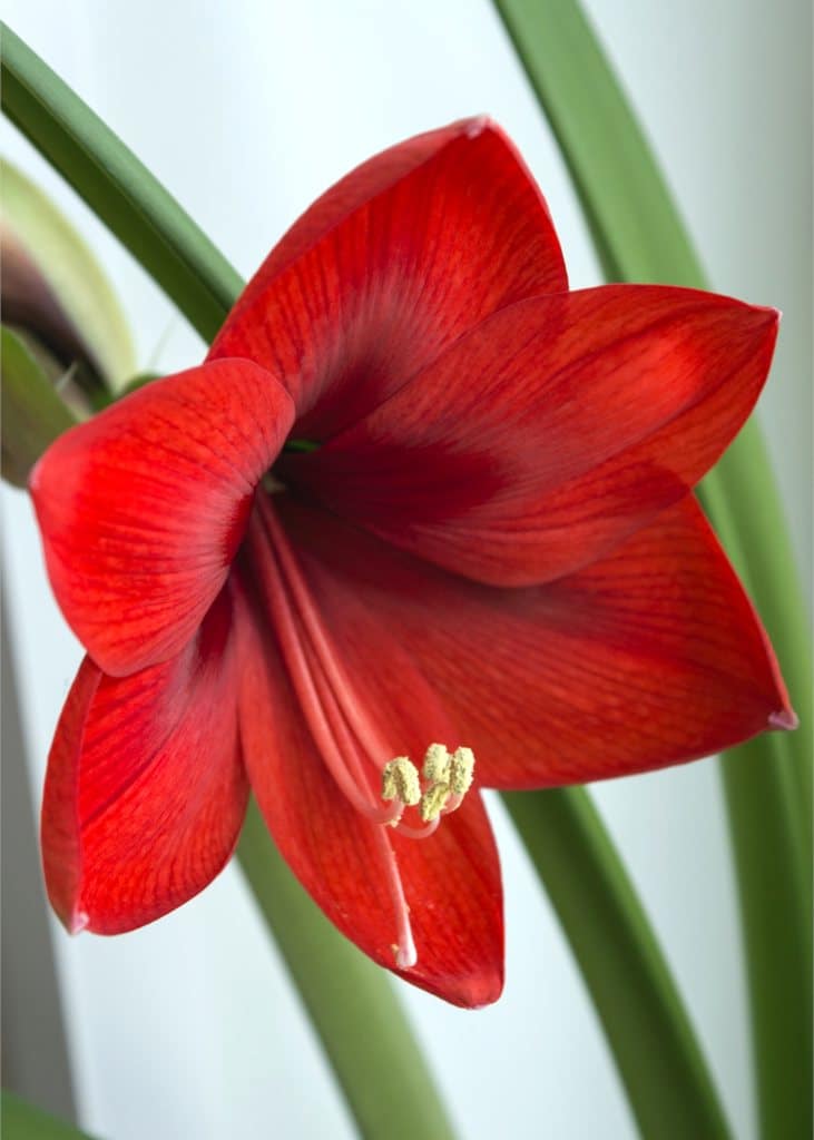 Red amaryllis flower with deep velvet-like hues.