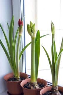 Three amaryllis flowers growing in pots on a windowsill, starting to bloom.