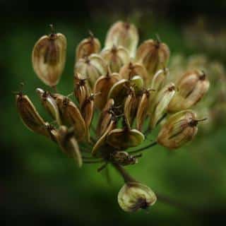 Ripe green anise seed pods.