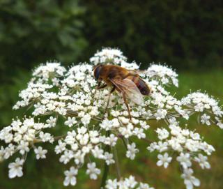 Bee on aniseed flower for its health benefits.