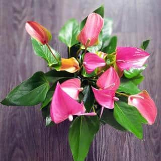 Anthurium, an indoor air purifier