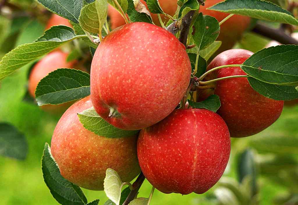 Luscious apples on the apple tree.