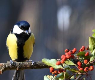A bird will always find a way to berries in the garden.