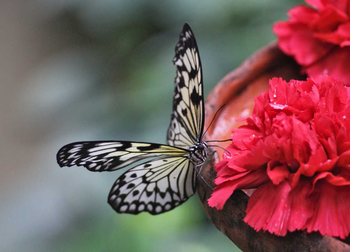 Red flower attracting a butterfly in a garden.