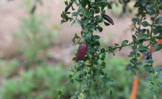 Australian finger lime ripening on tree