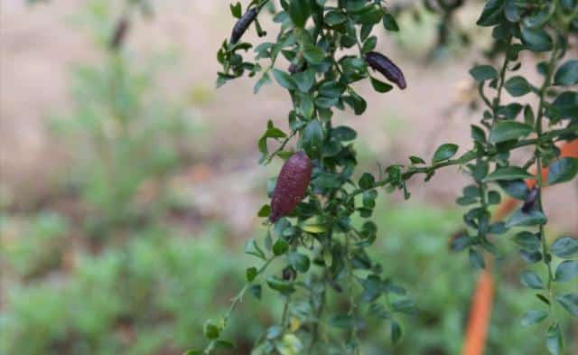 Australian finger lime ripening on tree