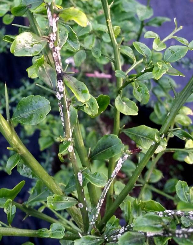 Pests and diseases of the finger lime tree.