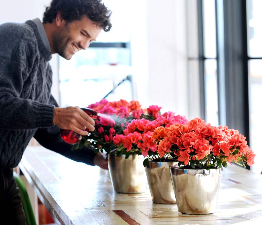 Azaleas are prepared for making colorful winter gifts by a handsome bearded man.