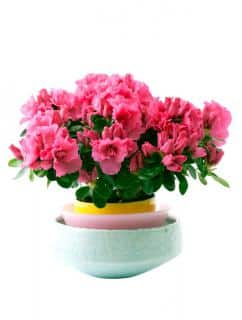 Potted azalea blooming in winter