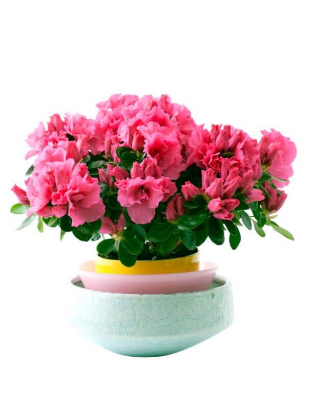 Potted azalea blooming in winter