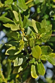 Bay laurel with berries, well cared for.