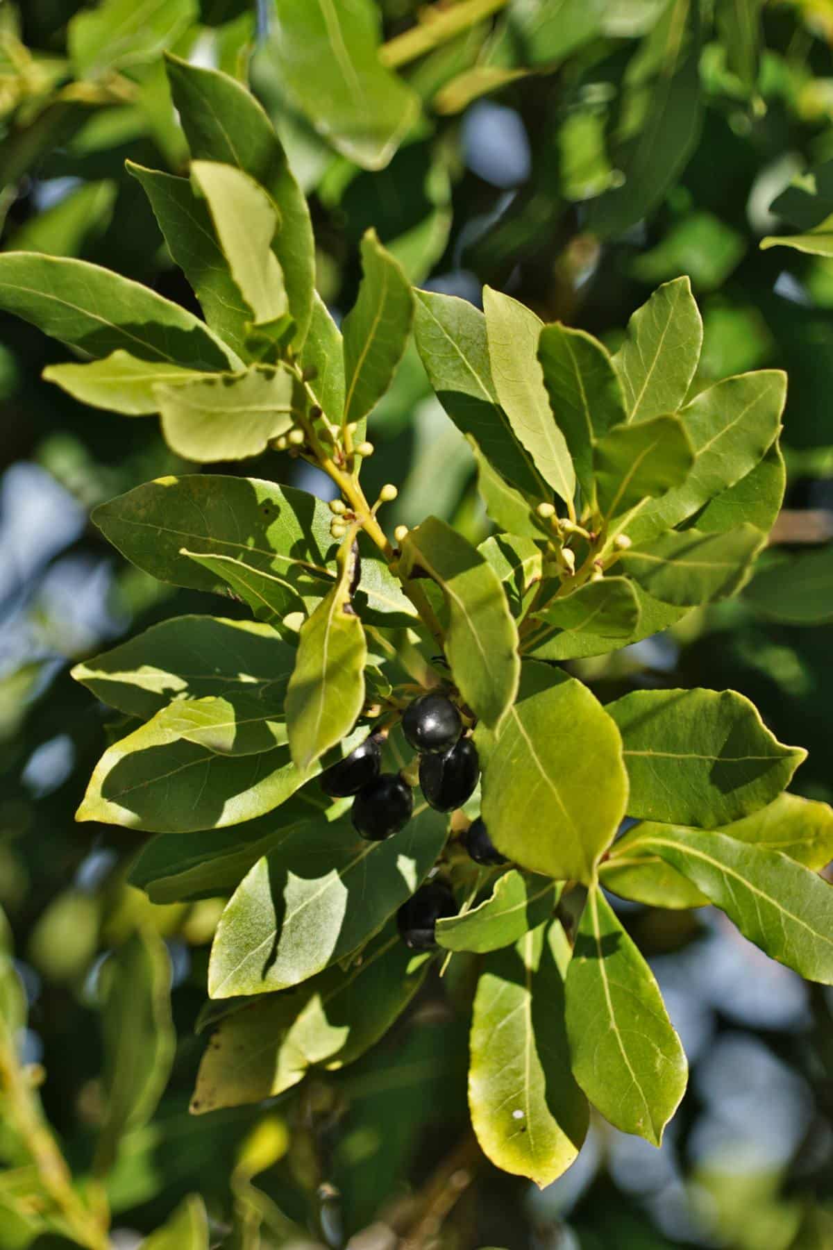 Bay laurel   pruning, care and using its fragrant leaves
