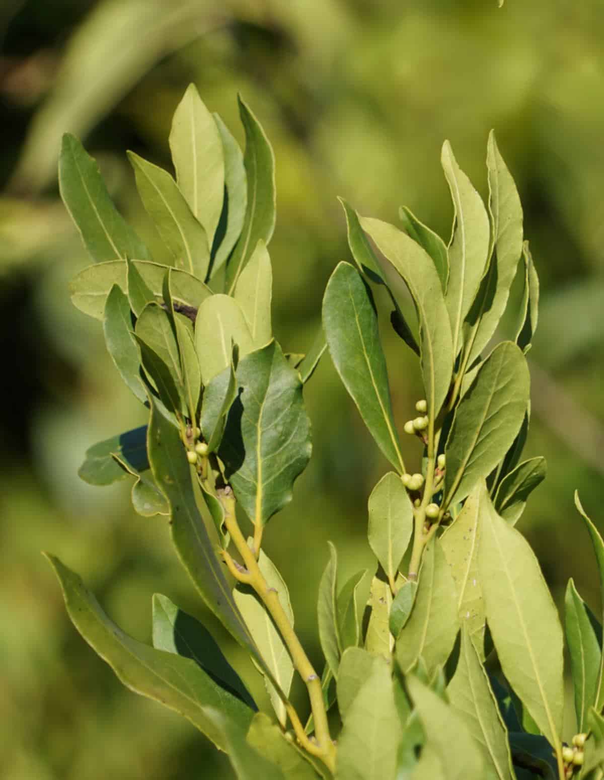 Sprigs of bay laurel against a hazy green background