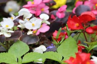 Begonia care