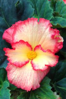Begonia flower