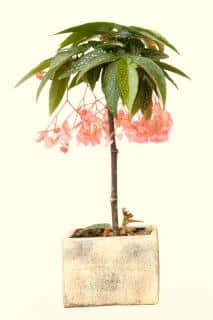 Caring for a begonia tamaya