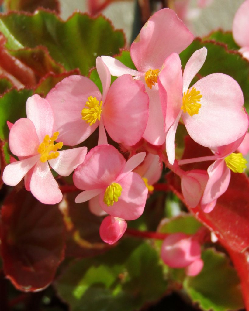 Beautiful pink begonia flowers with yellow centers.