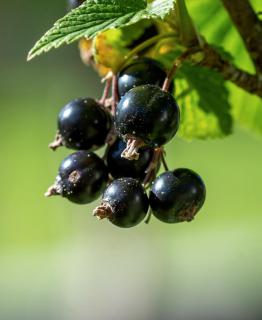 A handful of black currant berries on a branch