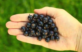 Picking black currant