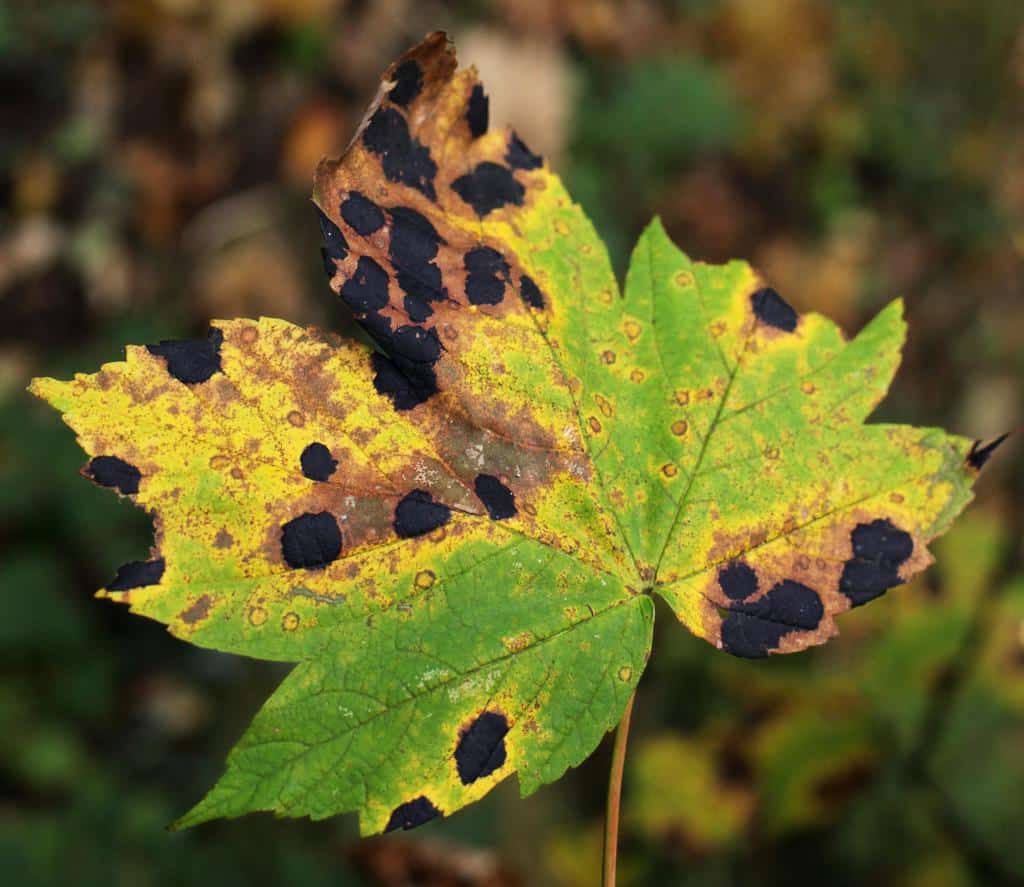 Tar like black spots on maple leaf, yellowing and brown around the rim.
