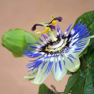 Blue passion flower in full bloom with bud.