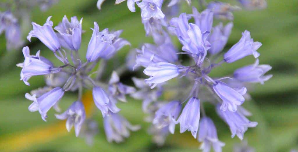 Two bluebell flowers seen from above