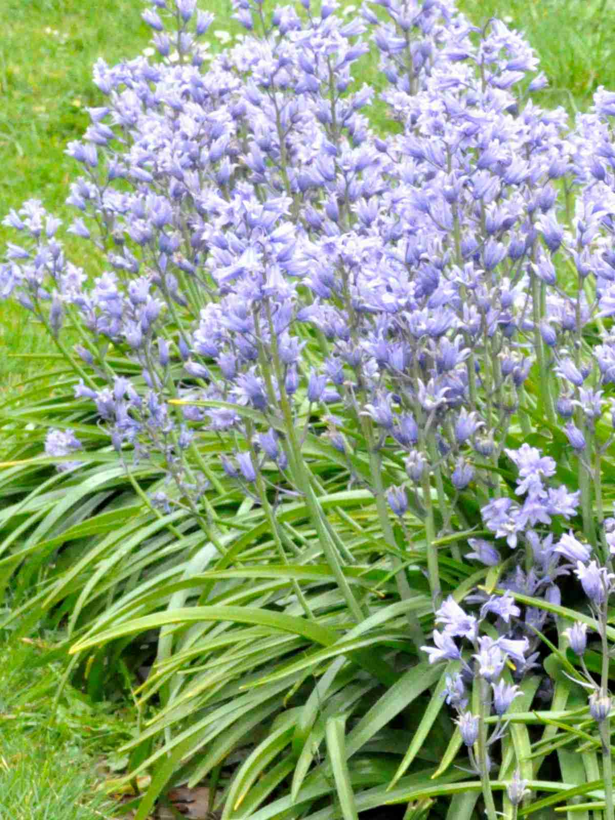 Bluebells Planting And Caring For Them