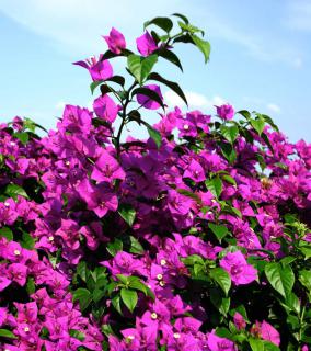 Bright pink bougainvillea flowers shooting for the sky.