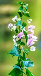 Bougainvillea care