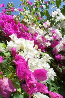 Bougainvillea