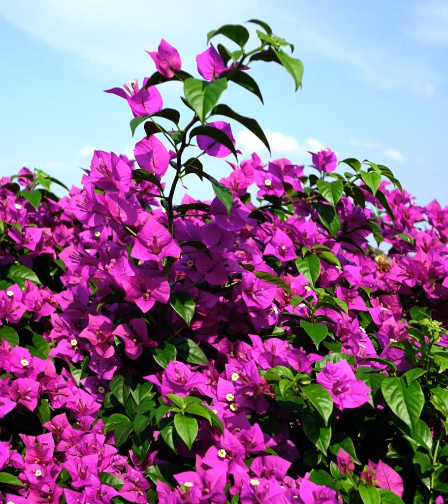 Bougainvillea Flower Colors