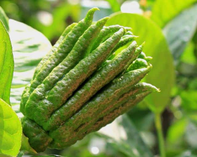 Buddha's hand fruit opening up.