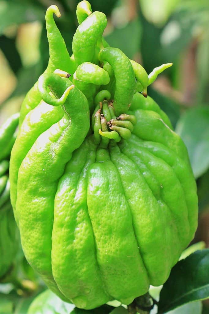 Green Buddha's hand fruit, not yet open.